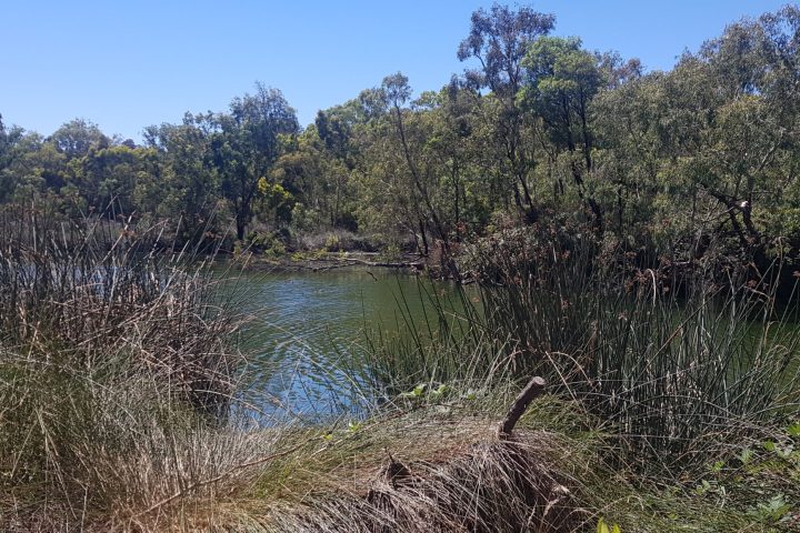 Laratinga Wetland