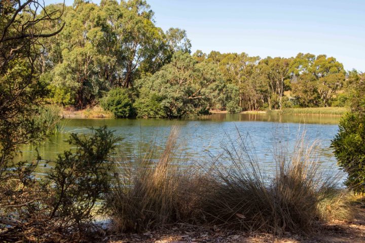 a body of water surrounded by trees